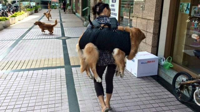 แชร์สนั่นไต้หวัน! หญิงสาวแบกสุนัขวัยชราขึ้นหลังไปทุกที่