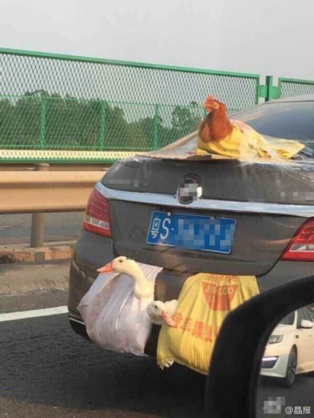 อึ้ง! จีนขนเป็ด-ไก่เป็นๆ  ใส่ถุงพลาสติก-แปะเทปใส ไว้ท้ายรถ