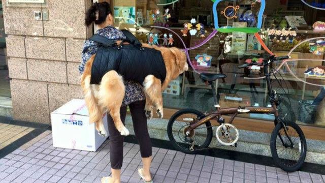 แชร์สนั่นไต้หวัน! หญิงสาวแบกสุนัขวัยชราขึ้นหลังไปทุกที่