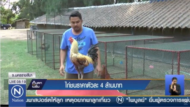 แห่จองเพียบ!หนุ่มซื้อไก่ชนตัวละ 4 ล้าน เพาะลูกขายคู่ละหมื่น