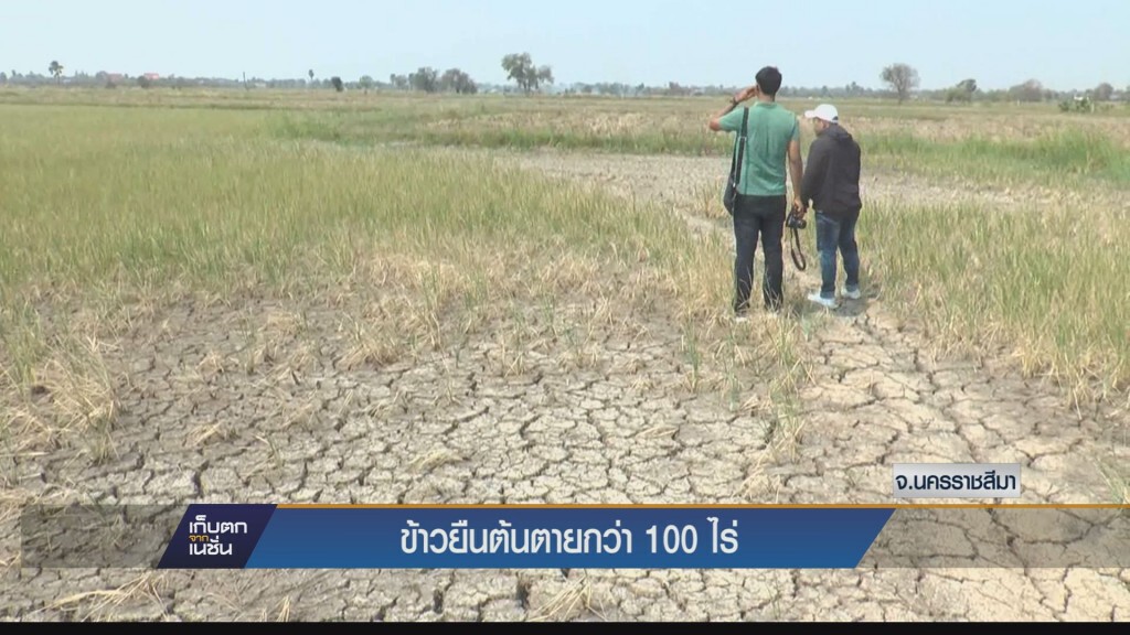 ชาวนาทิ้งต้นข้าวกว่า 100 ไร่ให้แห้งตายหลังหมดน้ำทำนาที่จ.นครราชสีมา