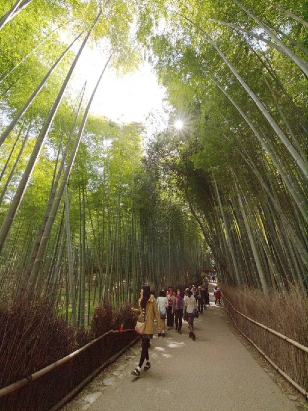 PicJourney : ป่าไผ่อาราชิยาม่า (Arashiyama, Kyoto JAPAN)