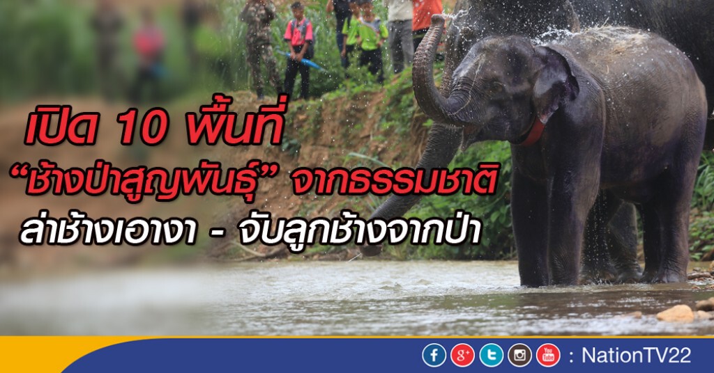 เปิด 10 พื้นที่ "ช้างป่าสูญพันธุ์"จากธรรมชาติ