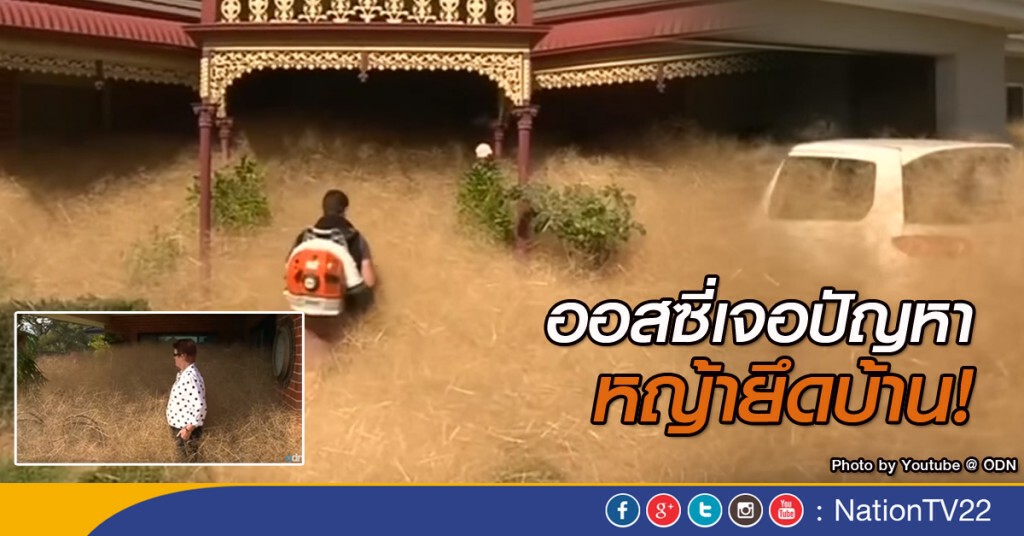 "ออสเตรเลีย" เจอปัญหา วัชพืช แฮรี่ แพนิค "ออสเตรเลีย" เจอปัญหา วัชพืช แฮรี่ แพนิค