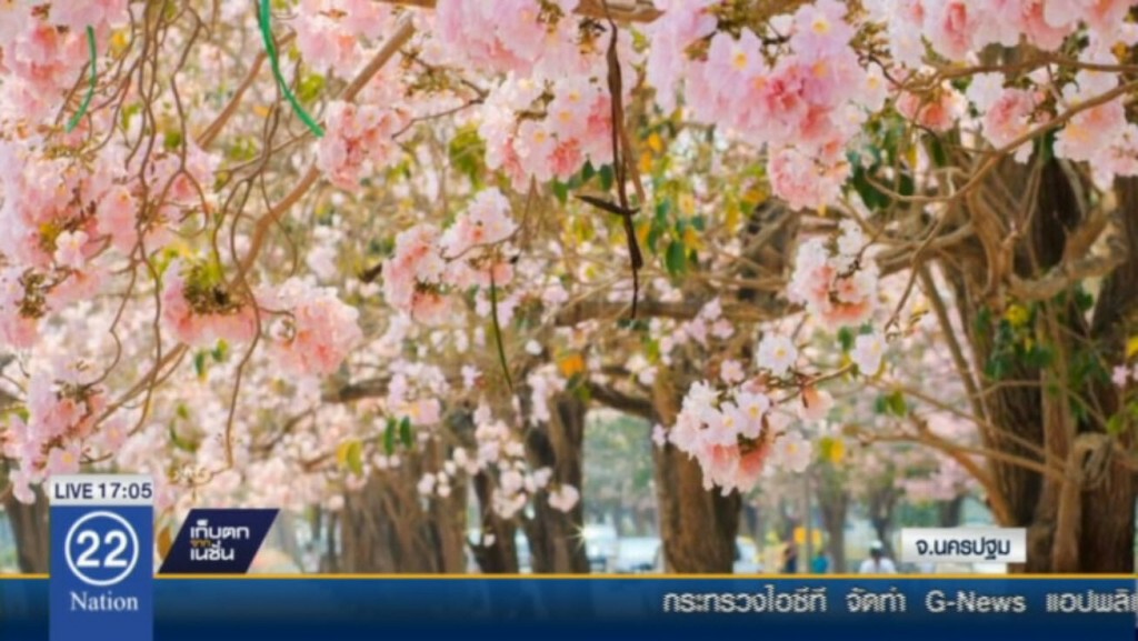 ม.เกษตรกำแพงแสน ให้เข้าชม'ดอกชมพูพันธุ์ทิพย์'แล้ววันแรก ม.เกษตรกำแพงแสน ให้เข้าชม'ดอกชมพูพันธุ์ทิพย์'แล้ววันแรก