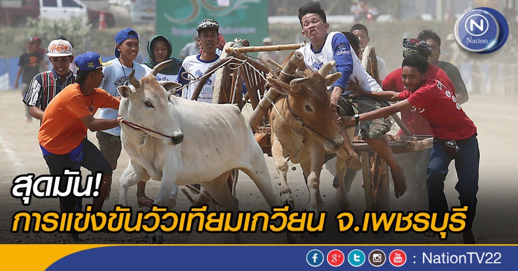 สุดมัน! การแข่งขันวัวเทียมเกวียน จ.เพชรบุรี สุดมัน! การแข่งขันวัวเทียมเกวียน จ.เพชรบุรี