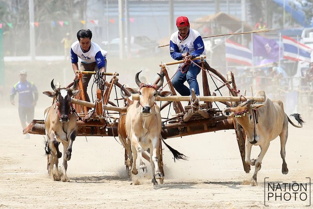 สุดมัน! การแข่งขันวัวเทียมเกวียน จ.เพชรบุรี