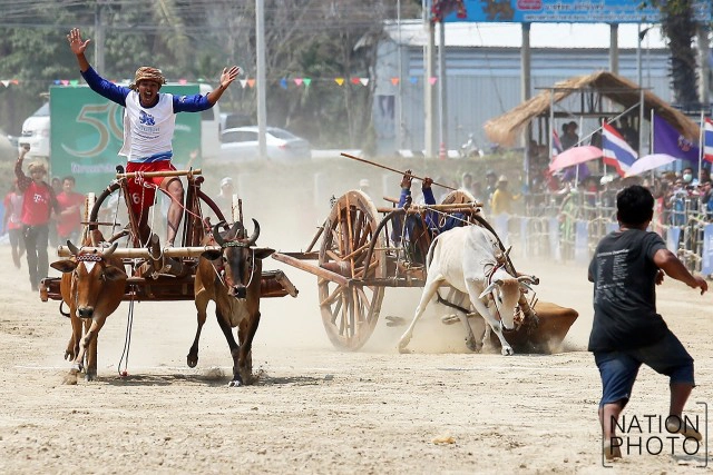 สุดมัน! การแข่งขันวัวเทียมเกวียน จ.เพชรบุรี
