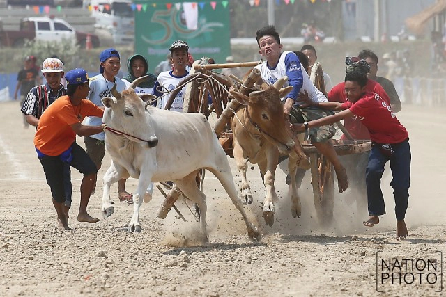 สุดมัน! การแข่งขันวัวเทียมเกวียน จ.เพชรบุรี