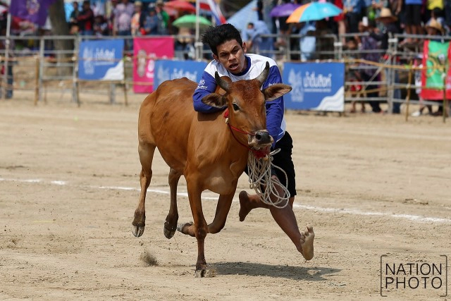 สุดมัน! การแข่งขันวัวเทียมเกวียน จ.เพชรบุรี