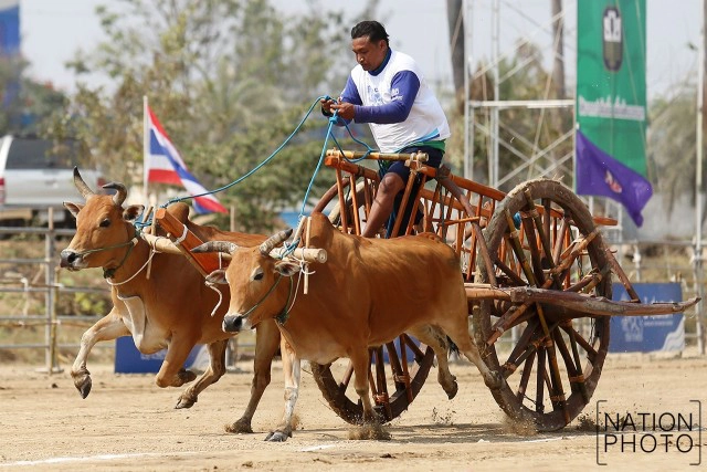 สุดมัน! การแข่งขันวัวเทียมเกวียน จ.เพชรบุรี
