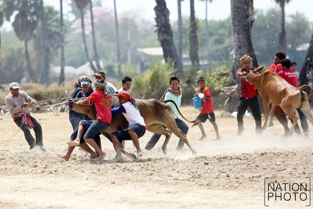 สุดมัน! การแข่งขันวัวเทียมเกวียน จ.เพชรบุรี