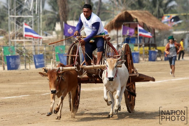 สุดมัน! การแข่งขันวัวเทียมเกวียน จ.เพชรบุรี