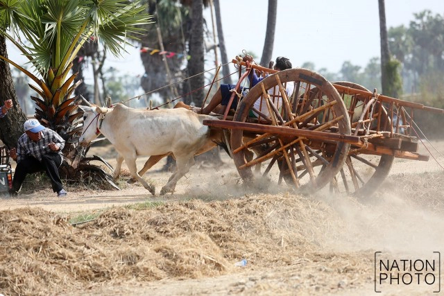 สุดมัน! การแข่งขันวัวเทียมเกวียน จ.เพชรบุรี