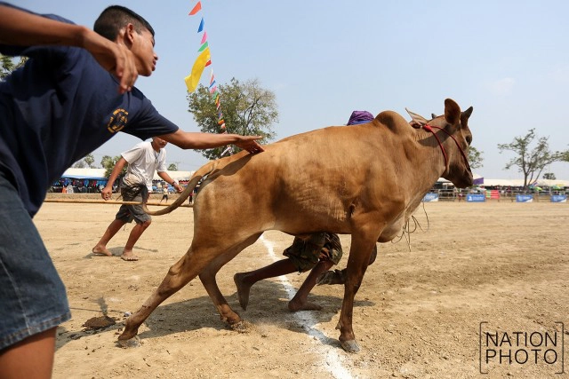 สุดมัน! การแข่งขันวัวเทียมเกวียน จ.เพชรบุรี