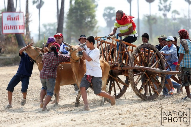 สุดมัน! การแข่งขันวัวเทียมเกวียน จ.เพชรบุรี