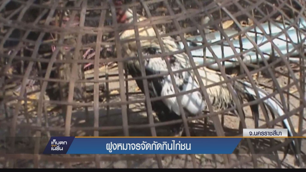 เก็บตกค่ำ - ฝูงหมาจรจัดกัดกินไก่ชน