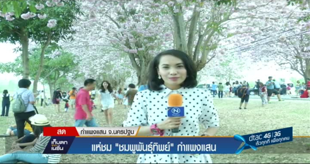 แห่ชม "ชมพูพันธุ์ทิพย์" กำแพงแสน แห่ชม "ชมพูพันธุ์ทิพย์" กำแพงแสน