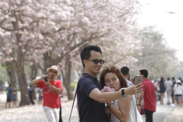 ชมภาพชุด นักท่องเที่ยว แห่แชะภาพชมพูพันธุ์ทิพย์ผลิบาน