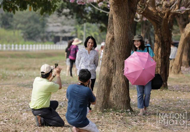 ชมภาพชุด นักท่องเที่ยว แห่แชะภาพชมพูพันธุ์ทิพย์ผลิบาน