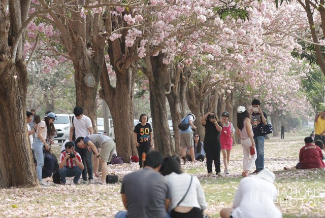 ชมภาพชุด นักท่องเที่ยว แห่แชะภาพชมพูพันธุ์ทิพย์ผลิบาน