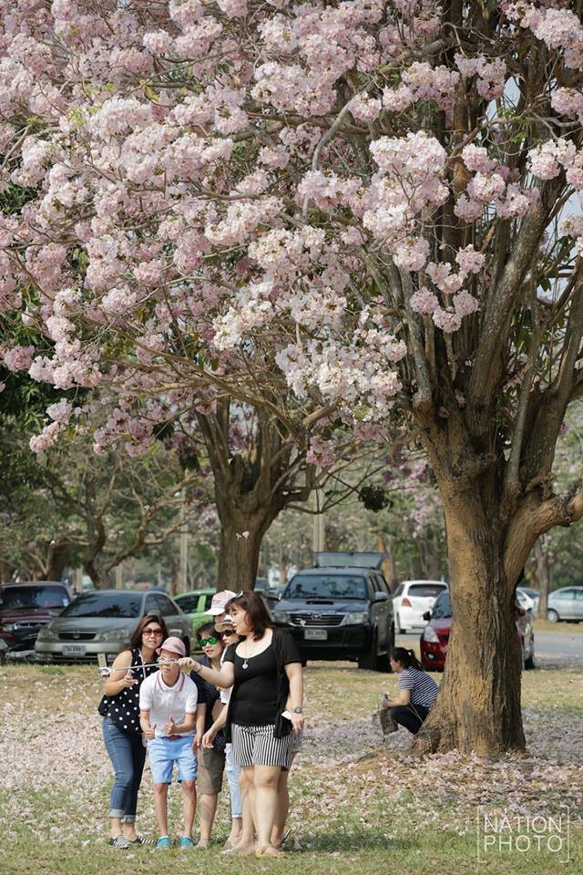 ชมภาพชุด นักท่องเที่ยว แห่แชะภาพชมพูพันธุ์ทิพย์ผลิบาน