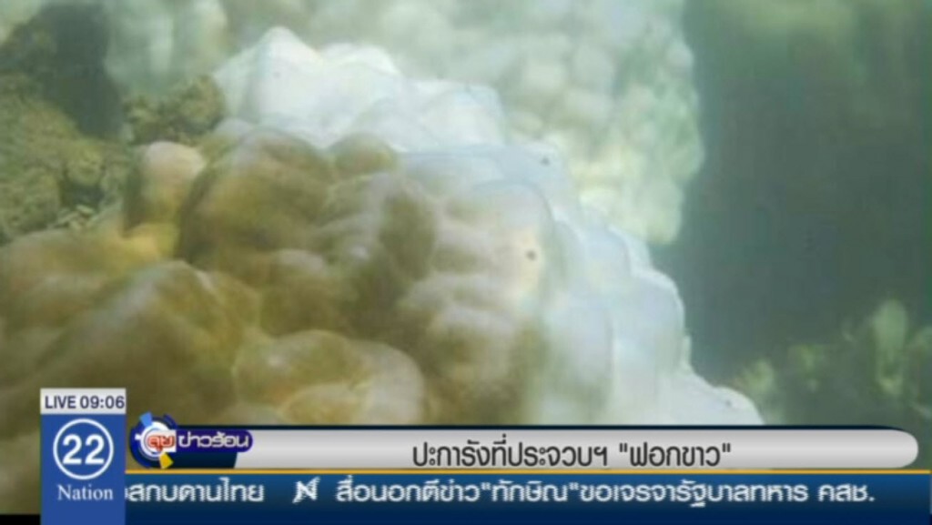 ปะการัง ที่ประจวบ "ฟอกขาว" ปะการัง ที่ประจวบ "ฟอกขาว"