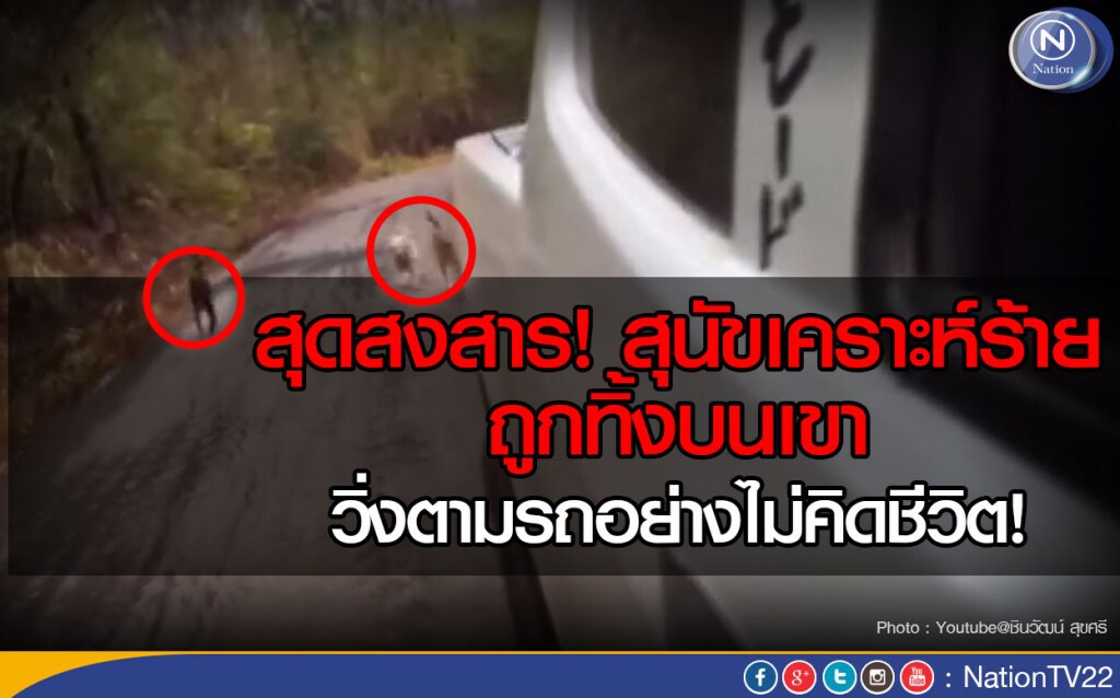 สุดสงสาร!  สุนัขเคราะห์ร้าย ถูกทิ้งบนเขา วิ่งตามรถอย่างไม่คิดชีวิต!
