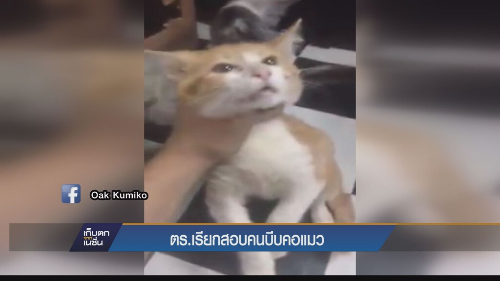 ตร.เรียกสอบคนบีบคอแมว ตร.เรียกสอบคนบีบคอแมว