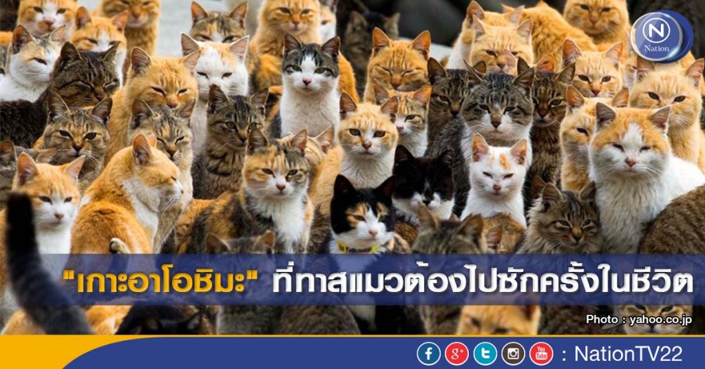 "เกาะอาโอชิมะ" ที่ทาสแมวต้องไปซักครั้งในชีวิต "เกาะอาโอชิมะ" ที่ทาสแมวต้องไปซักครั้งในชีวิต