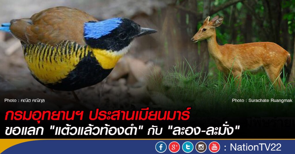 กรมอุทยานฯ ประสานเมียนมาร์ ขอแลก "แต้วแล้วท้องดำ" กับ "ละอง-ละมั่ง"