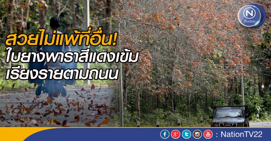 สวยไม่แพ้ที่อื่น! ใบยางพาราสีแดงเข้ม เรียงรายตามถนน