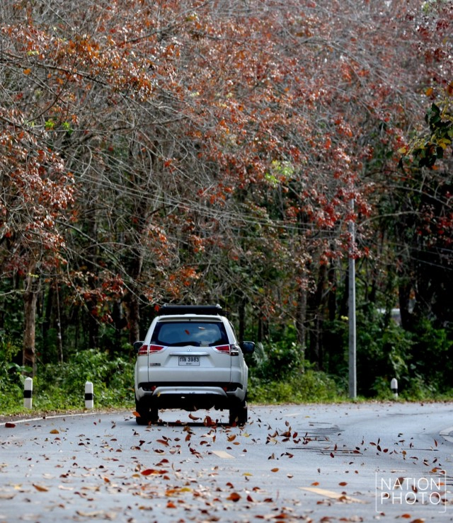 สวยไม่แพ้ที่อื่น! ใบยางพาราสีแดงเข้ม เรียงรายตามถนน