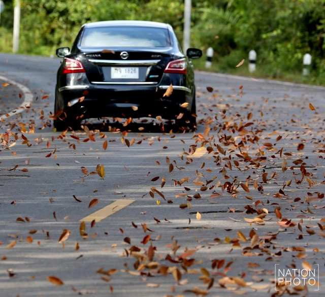 สวยไม่แพ้ที่อื่น! ใบยางพาราสีแดงเข้ม เรียงรายตามถนน