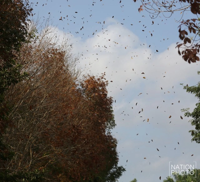สวยไม่แพ้ที่อื่น! ใบยางพาราสีแดงเข้ม เรียงรายตามถนน