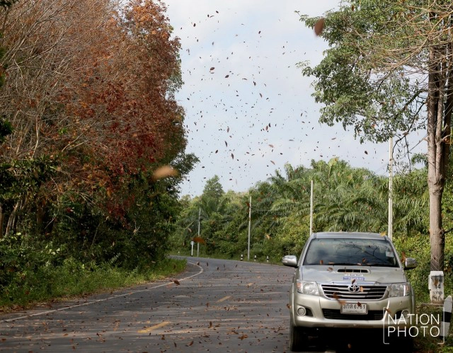 สวยไม่แพ้ที่อื่น! ใบยางพาราสีแดงเข้ม เรียงรายตามถนน