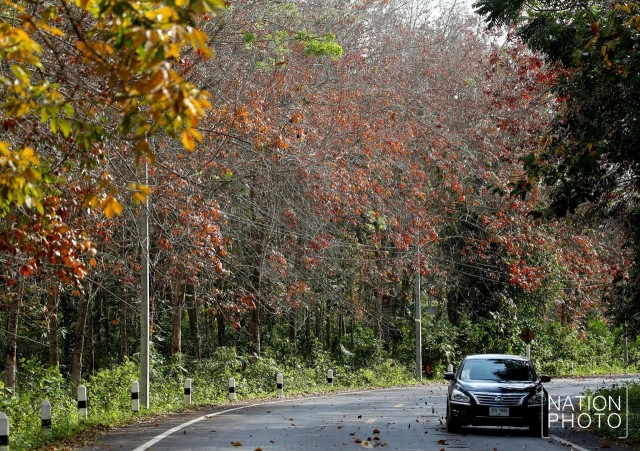 สวยไม่แพ้ที่อื่น! ใบยางพาราสีแดงเข้ม เรียงรายตามถนน