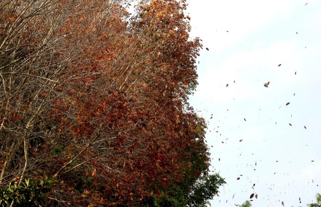 สวยไม่แพ้ที่อื่น! ใบยางพาราสีแดงเข้ม เรียงรายตามถนน