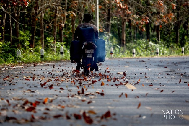 สวยไม่แพ้ที่อื่น! ใบยางพาราสีแดงเข้ม เรียงรายตามถนน