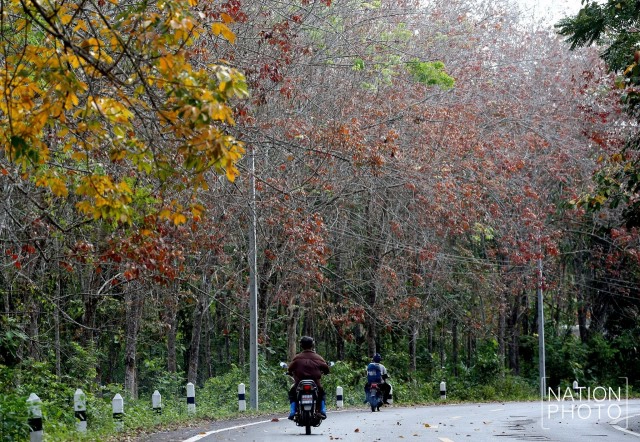 สวยไม่แพ้ที่อื่น! ใบยางพาราสีแดงเข้ม เรียงรายตามถนน