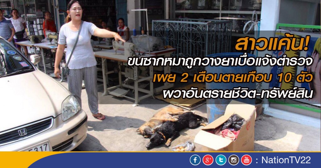 สาวแค้น! ขนซากหมาถูกวางยาเบื่อแจ้งตำรวจ เผย 2 เดือนตายเกือบ 10 ตัว ผวาอันตรายชีวิต-ทรัพย์สิน สาวแค้น! ขนซากหมาถูกวางยาเบื่อแจ้งตำรวจ เผย 2 เดือนตายเกือบ 10 ตัว ผวาอันตรายชีวิต-ทรัพย์สิน