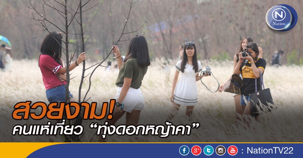 สวยงาม! คนแห่เที่ยว "ทุ่งดอกหญ้าคา"