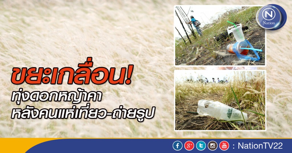ขยะเกลื่อน! ทุ่งดอกหญ้าคา หลังคนแห่เที่ยว-ถ่ายรูป ขยะเกลื่อน! ทุ่งดอกหญ้าคา หลังคนแห่เที่ยว-ถ่ายรูป