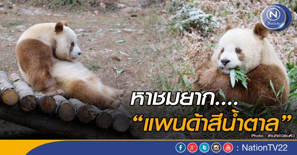 หาชมยาก ... "แพนด้าสีน้ำตาล"
