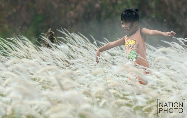 สวยงาม! คนแห่เที่ยว "ทุ่งดอกหญ้าคา"