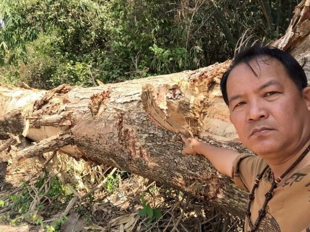 เล็งฟ้องกรมทางหลวง"ขุดต้นไม้ผิดวิธี" โครงการอุโมงค์เชื่อมป่าทับลาน-เขาใหญ่