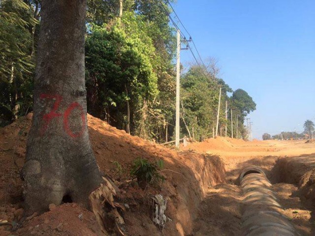 เล็งฟ้องกรมทางหลวง"ขุดต้นไม้ผิดวิธี" โครงการอุโมงค์เชื่อมป่าทับลาน-เขาใหญ่