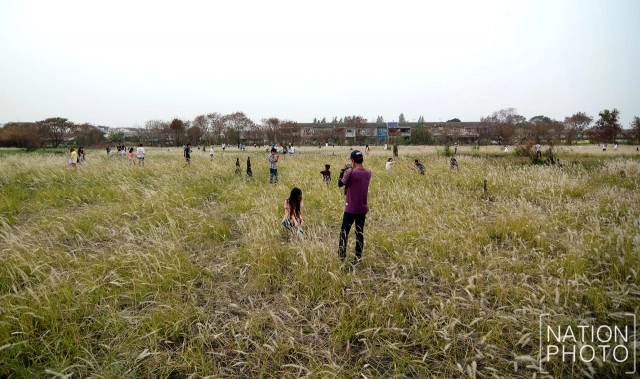 สวยงาม! คนแห่เที่ยว "ทุ่งดอกหญ้าคา"