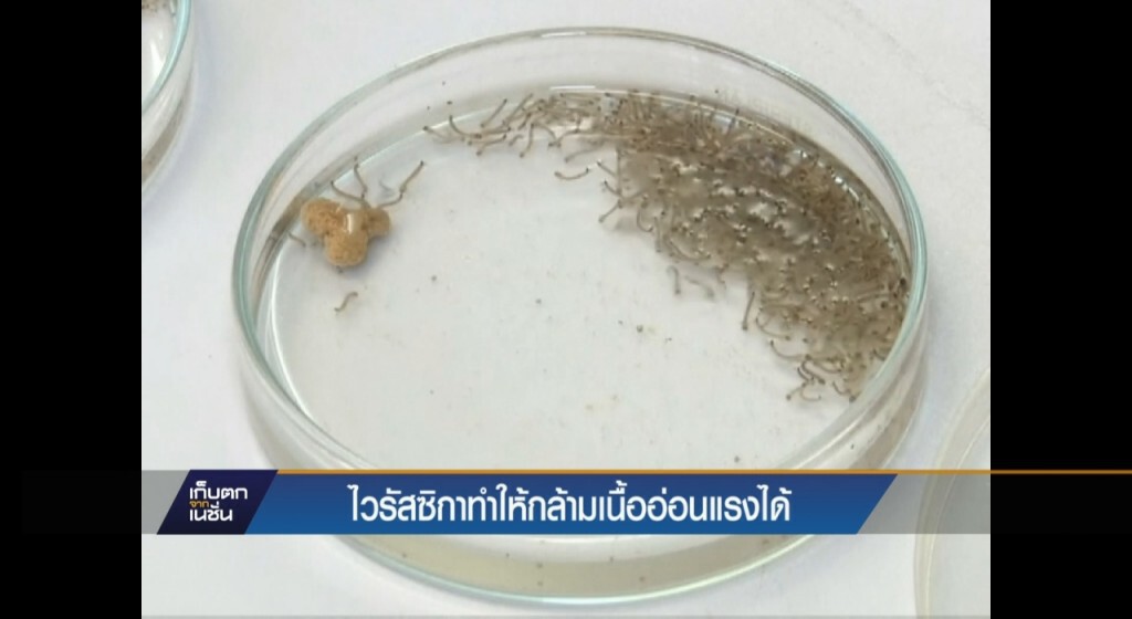 ไวรัสซิกาทำให้กล้ามเนื้ออ่อนแรงได้