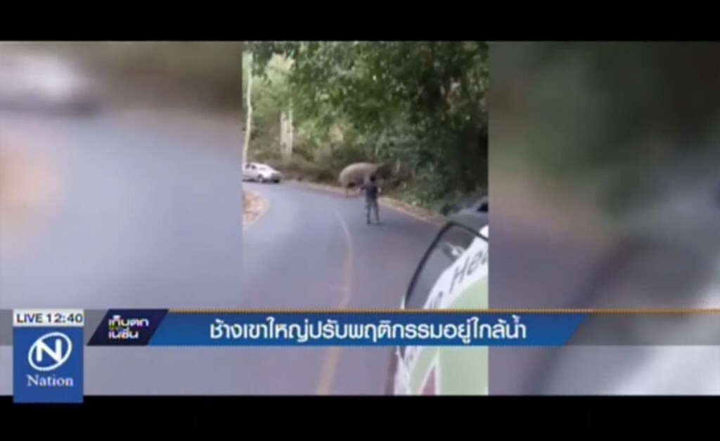 ช้างเขาใหญ่ปรับพฤติกรรม อยู่ใกล้น้ำ ช้างเขาใหญ่ปรับพฤติกรรม อยู่ใกล้น้ำ